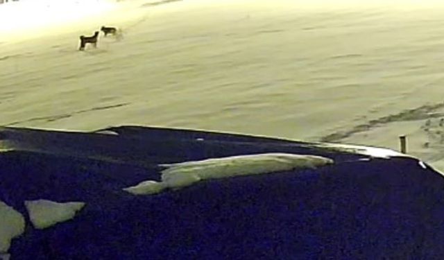 Kurtlarla dövüşen köpekten geriye postu kaldı