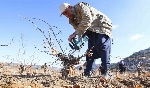 Mersin'de organik tarım desteğiyle üretim doğallaşıyor