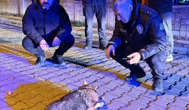 Samsun'da şehre inen çakala polis ekiplerinden şefkat eli