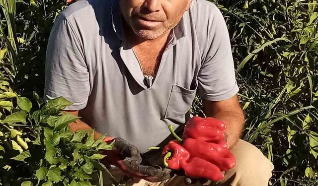 Şanlıurfa'da asansör faciası: Boşluğa düşen servis şoförü hayatını kaybetti