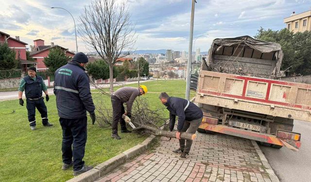 Şiddetli lodosun devirdiği ağaçlara anında müdahale
