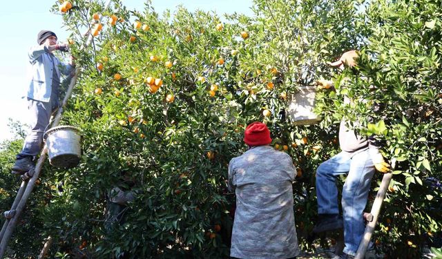 Tescilli Kozan portakalında hasat zamanı: Bahçede kilosu 10 TL