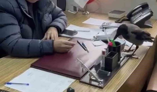 Trabzon'da belediye başkanının gülümseten karga diyaloğu