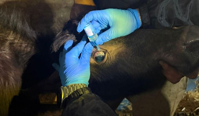 Vize'de büyükbaş hayvanların aşılanması çalışmaları devam ediyor