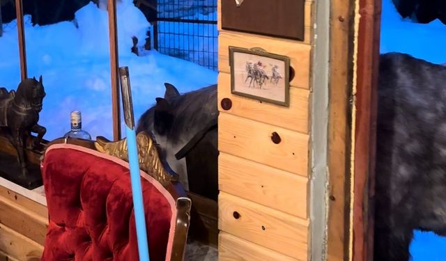 Yabani yılkı atları evine kadar geldi, ortaya samimi anlar çıktı: 'Hoş geldiniz'