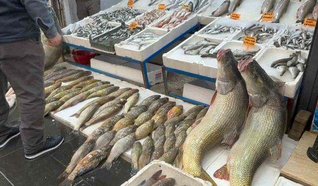 Batman'da 120 kiloluk dev turna balığı görenleri hayrete düşürdü