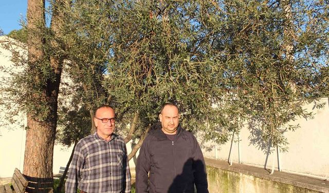 Burhaniye'de yağmurlar zeytincileri sevindirdi