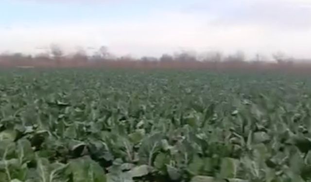 Bursa'da sağanak yağış tarımı vurdu