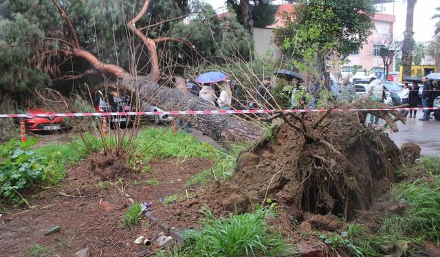 Dev çam ağacı park halindeki araçların üzerine devrildi