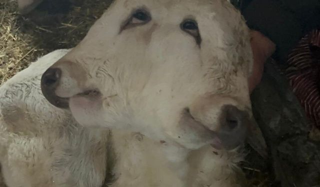 Erzurum'da çift başlı buzağı dünyaya geldi