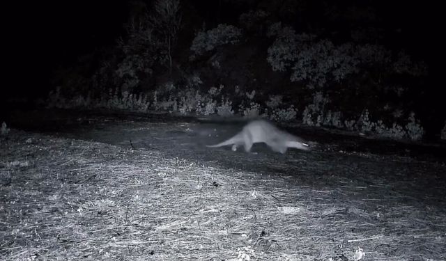 Ganos Dağları'nda nadir görüntü: Ormanda yürüyen su samuru kamerada