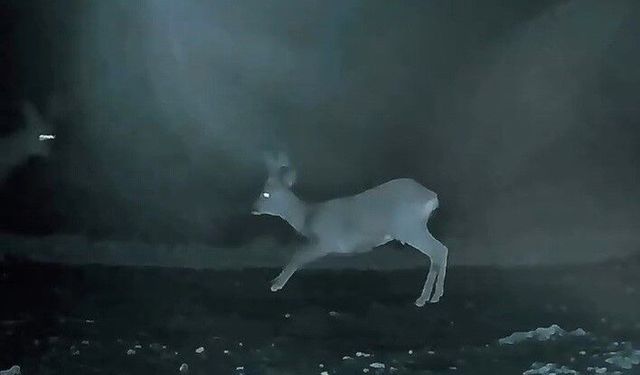 Ganos'ta doğanın neşesi karacalar görüntülendi