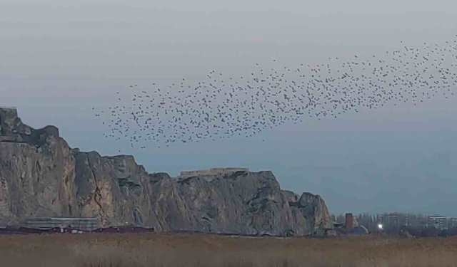 Gökyüzünde dans: Van Kalesi'nde sığırcık şöleni