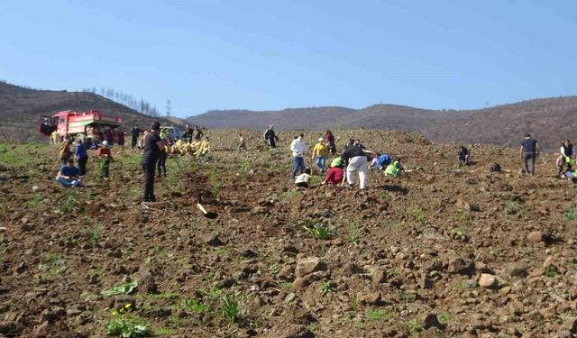 Hatay'da orman yangınından zarar gören alanlarda 5 bin fidan toprakla buluşturuldu