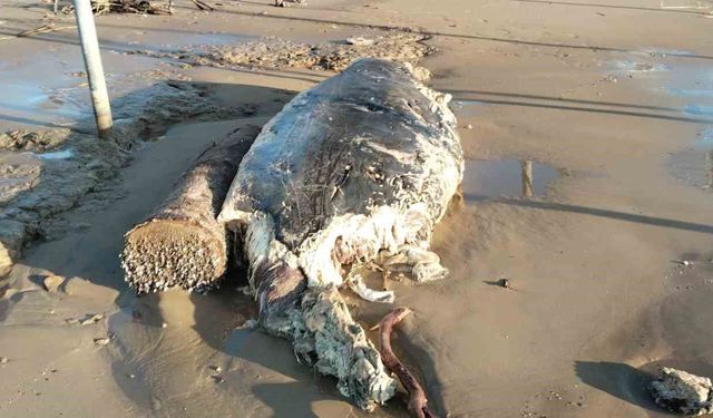 Manavgat'ta sahile ölü yunus vurdu