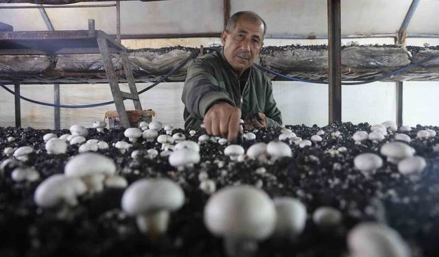 Mantar üreticiliğine ilk adımı ahırda attı, varını yoğunu satıp kurduğu 3 çadırda mantar üretiyor