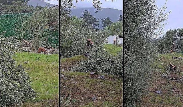Muğla'da 'zeytin kesim' tartışmasına, valilik soruşturma başlattı