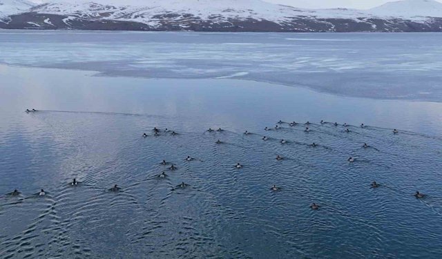 Nazik Gölü'nde buzlar çözüldü, ördeklerin dansı hayran bıraktı