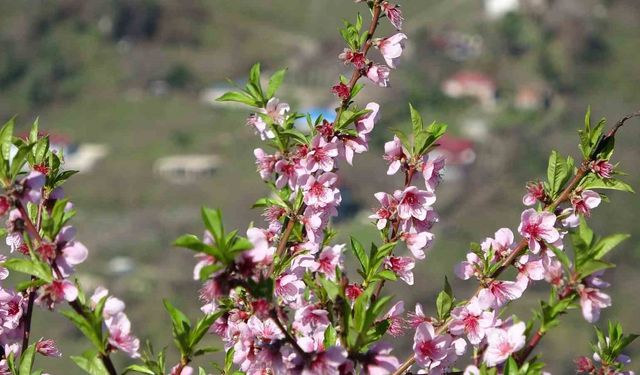 Ordu'da yalancı bahar: Meyve ağaçları kışın çiçek açtı