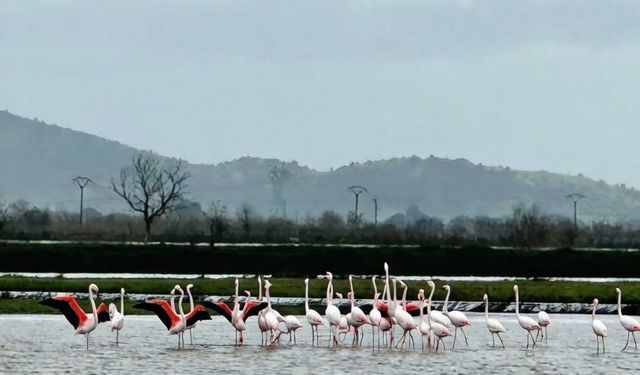 Tarlaları su bastı, flamingolar keyfini sürdü