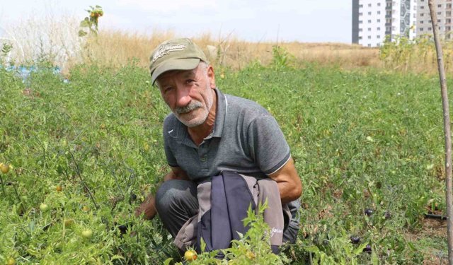 Yakalandığı hastalık, ata tohum mücadelesine engel olmadı