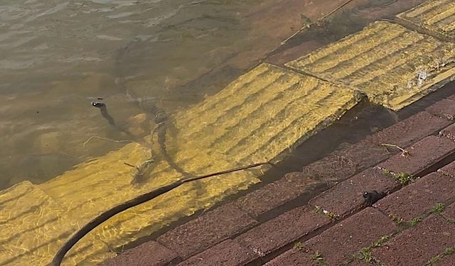 Yaren leyleğin köyü de yükselen göl sularından etkilendi