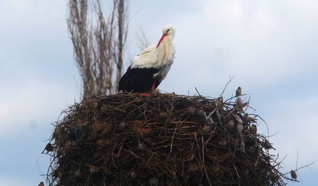 Yılın ilk leylekleri gelmeye başladı, ilk gören 1 çuval unu kaptı