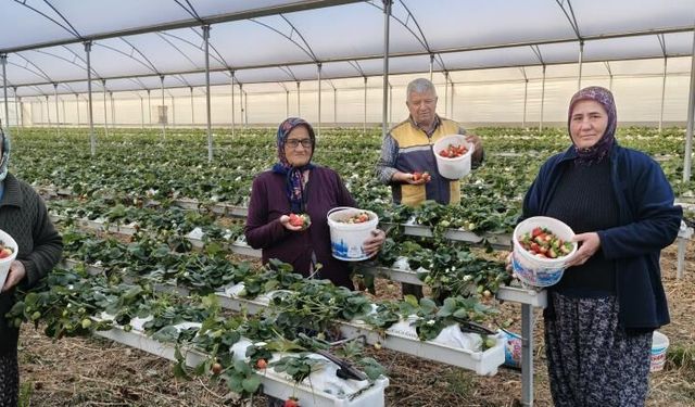 Silifke'de örtü altı çilekte bahar hasadı: Kilosu 140 ile 160 TL arasında