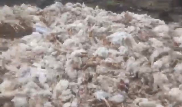 Tarsus'ta ölü tavuklar ormana atıldı