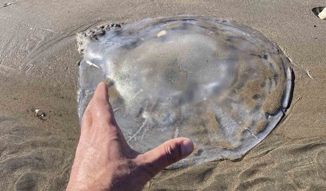 Akdeniz'deki zehirli denizanaları Mersin sahillerine vurdu