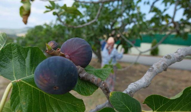 Bozdoğan'da bir yılda 2 bin incir fidanı toprakla buluştu