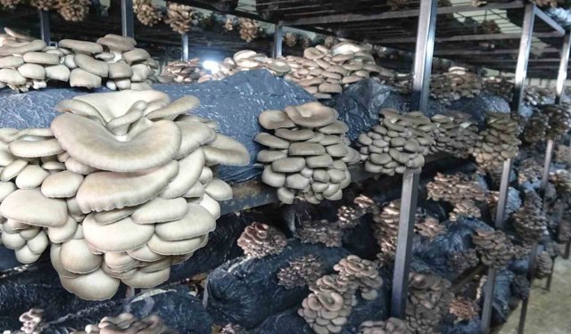 Çarşamba'da istiridye mantarı üretimi artıyor