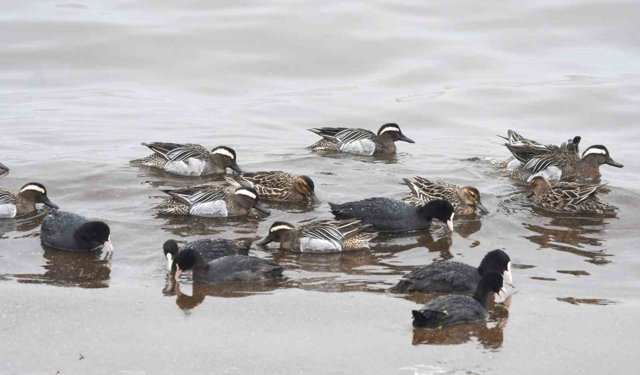 Çıkrıkçın ördekleri Van Gölü sahilinde görüntülendi