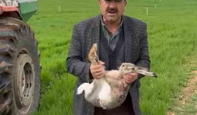 Diyarbakırlı çiftçi, tarlada yakaladığı gebe tavşanı yaşam alanına bıraktı