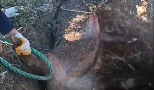 Düştüğü çukurda mahsur kalan yaban domuzunu vatandaşlar kurtardı