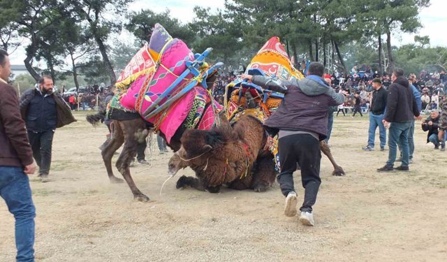 Güreşçi develer, bir yıl sonra sahalara geri döndü
