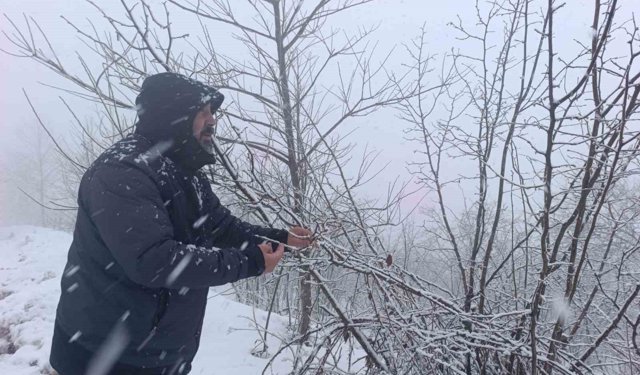 Kar altında kalan fındık bahçeleri, üreticileri tedirgin ediyor