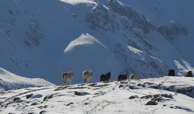 Munzur Dağları'nda doğanın özgür atları