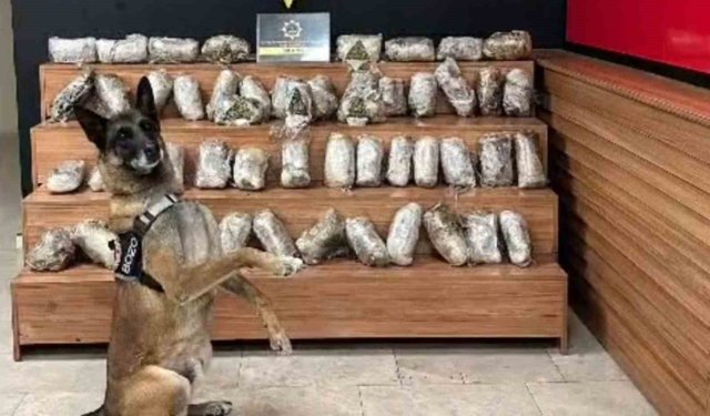 Şanlıurfa'da 17 kilo 550 gram skunk ele geçirildi