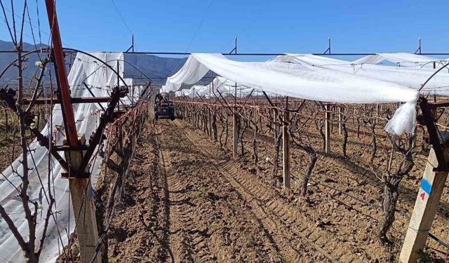 Sarıgöl'de üzüm bağları doluya karşı fileyle korunuyor
