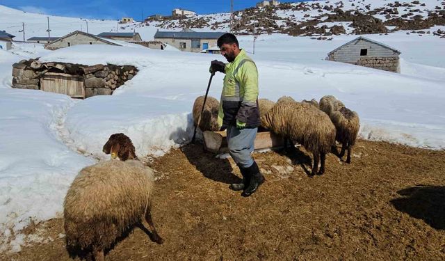 Süphan Dağı'nın eteğinde zorlu hayvancılık