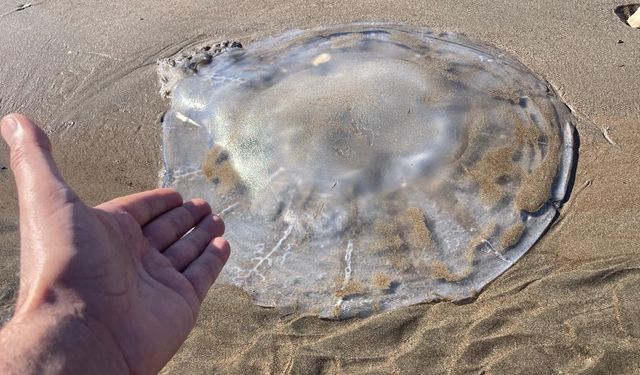 Sahile vuran denizanalarıyla ilgili uzmanı uyardı: 'Bu tablo, iklim değişikliği ve insan baskısının birleşik etkisidir'