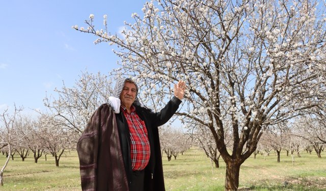 Şanlıurfa badem üretiminde Mersin'i geride bıraktı