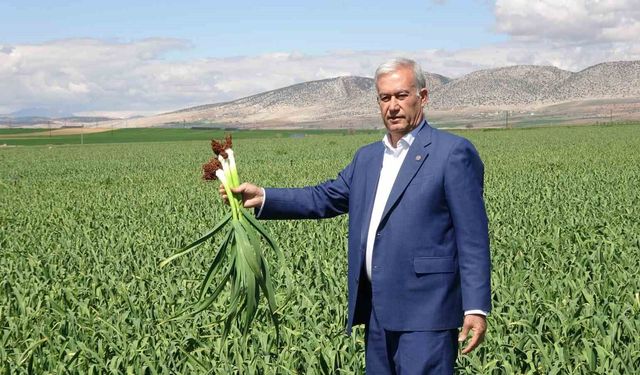 AB tescilli Araban sarımsağında yüksek rekolte ve kaliteli ürün bekleyişi