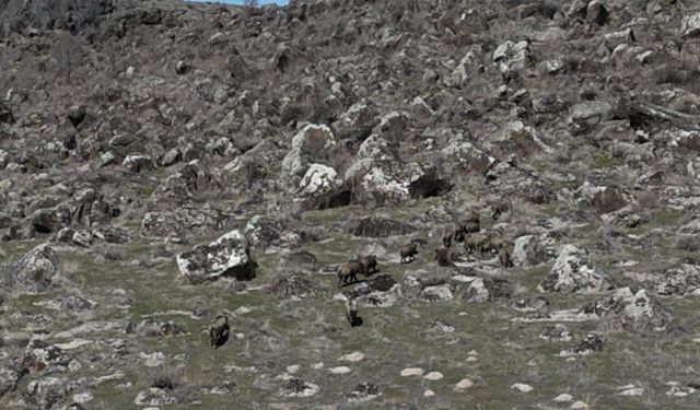 Adilcevaz'da domuzlar çiftçileri bezdirdi