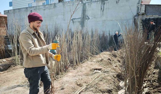 Ahlat'ta meyve fidanlarına ilgi