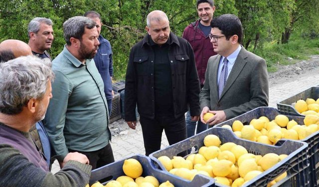 Arsuz'da limon hasadı başladı