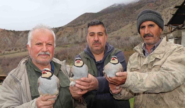 Atadan toruna kalan miras: 'Baskın keklik' yöntemiyle dev envanter