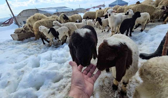 Aydınlar beldesinde iki mevsim bir arada yaşanıyor
