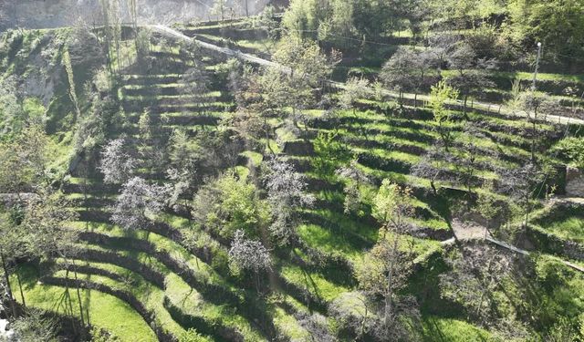 Dik yamaçta 60 yıllık emek, taş duvarlarla kurulan miras